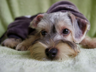 Illustration de l'article : En voyage, un homme reste bloqué à la frontière avec ses 2 chiens en souhaitant revenir sur le territoire français