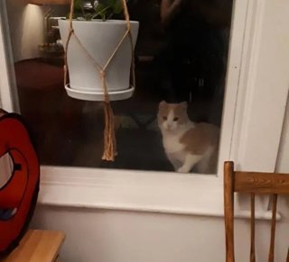 Illustration de l'article : Un chat se rend devant une fenêtre et sollicite de l’aide après plusieurs années d’errance (vidéo)