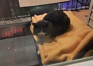 Illustration de l'article : Alors que le froid s’installe, un chat errant se laisse approcher par des bénévoles cherchant à lui venir en aide depuis 2 ans