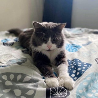 Illustration de l'article : Alors que le froid s’installe, un chat errant se laisse approcher par des bénévoles cherchant à lui venir en aide depuis 2 ans