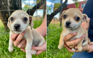 Illustration de l'article : Retrouvés sans défense derrière un supermarché, 8 chiots et leur mère bénéficient de l’aide essentielle d’une bénévole révoltée