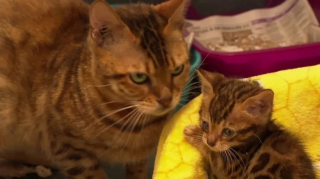 Illustration de l'article : Une association vient au secours de 70 félins en détresse, retrouvés dans un élevage illégal