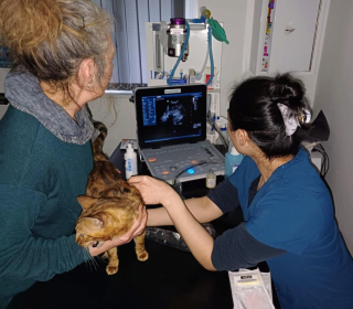 Illustration de l'article : Une association vient au secours de 70 félins en détresse, retrouvés dans un élevage illégal