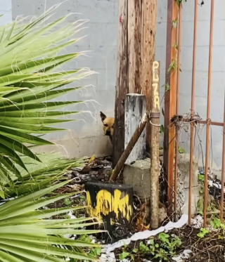 Illustration de l'article : Pensant que ses propriétaires vont venir la chercher, une chienne reste prostrée derrière un buisson