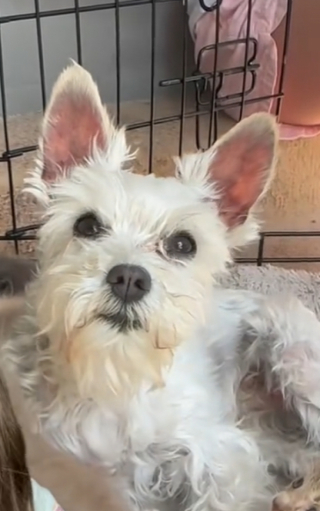 Illustration de l'article : Une chienne ayant perdu ses chiots à la naissance surmonte la dépression en rencontrant une portée de chatons dans le besoin