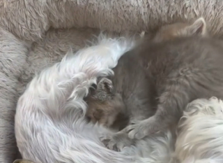 Illustration de l'article : Une chienne ayant perdu ses chiots à la naissance surmonte la dépression en rencontrant une portée de chatons dans le besoin