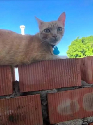 Illustration de l'article : Un chat d’ordinaire très farceur change radicalement d’attitude à l’égard de son ami canin lorsqu’il se rend compte que ce dernier est malade