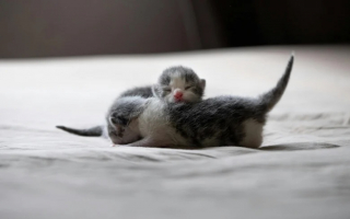 Illustration de l'article : Des bénévoles constatent une ressemblance entre une chatte et 3 chatons et font le pari de les réunir