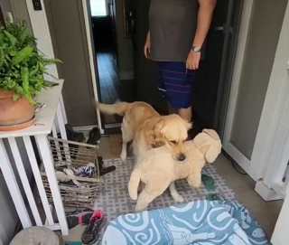 Illustration de l'article : Un Golden Retriever ayant considéré sa peluche préférée comme sa meilleure amie durant 2 ans découvre la surprise réservée par ses maîtres (vidéo)