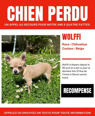 Illustration de l'article : Après 2 semaines d’intenses recherches, la propriétaire d’un Chihuahua de 4 mois découvre que son chien a été emmené à 800 km de chez elle