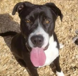 Illustration de l'article : Le lendemain de son adoption dans un refuge, un chien assure un rôle déterminant lors d’un problème de santé subi par son propriétaire