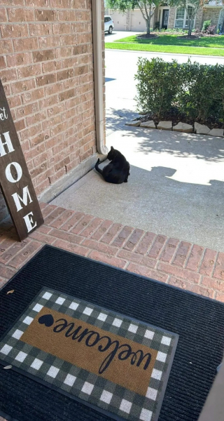 Illustration de l'article : Ce chat est une véritable star dans son quartier et partage son quotidien entre de nombreuses maisons