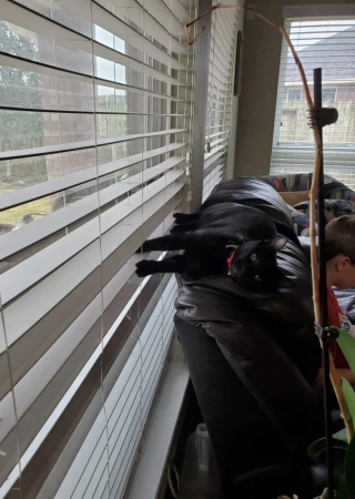 Illustration de l'article : Ce chat est une véritable star dans son quartier et partage son quotidien entre de nombreuses maisons