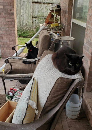 Illustration de l'article : Ce chat est une véritable star dans son quartier et partage son quotidien entre de nombreuses maisons