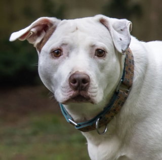 Illustration de l'article : 10 photos de chiens particulièrement expressifs