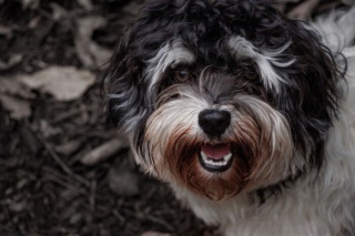 Illustration de l'article : 10 photos de chiens particulièrement expressifs