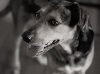 Illustration de l'article : 10 photos de chiens particulièrement expressifs