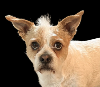 Illustration de l'article : 10 photos de chiens particulièrement expressifs