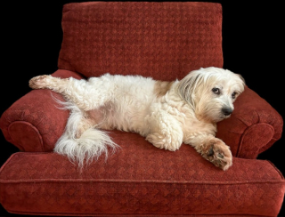 Illustration de l'article : 10 photos de chiens particulièrement expressifs