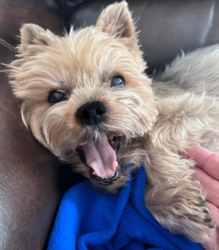 Illustration de l'article : 10 photos de chiens particulièrement expressifs