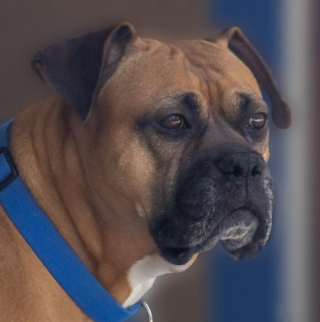 Illustration de l'article : 10 photos de chiens particulièrement expressifs