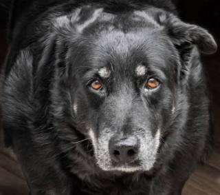 Illustration de l'article : 10 photos de chiens particulièrement expressifs