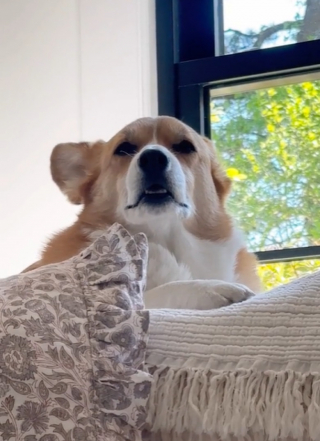 Illustration de l'article : Ce chien joue la comédie pour partir en promenade (vidéo)