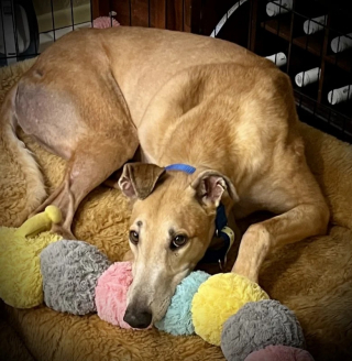 Illustration de l'article : Des centaines de chiens sauvés par une association après la fermeture d’un cynodrome