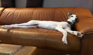 Illustration de l'article : Des centaines de chiens sauvés par une association après la fermeture d’un cynodrome