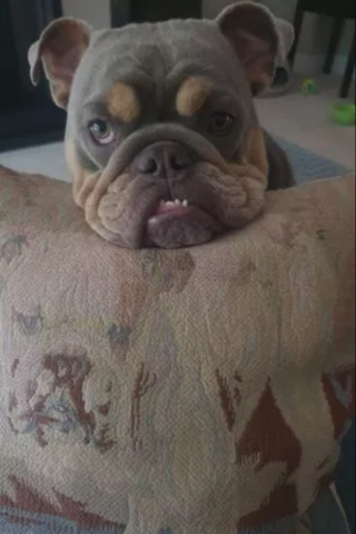 Illustration de l'article : Une adorable femelle Bouledogue se fait opérer du visage pour pouvoir vivre normalement