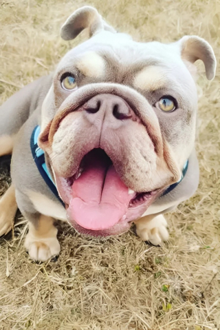 Illustration de l'article : Une adorable femelle Bouledogue se fait opérer du visage pour pouvoir vivre normalement