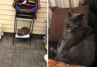 Illustration de l'article : 10 photos de chats qui s’invitent chez leurs voisins