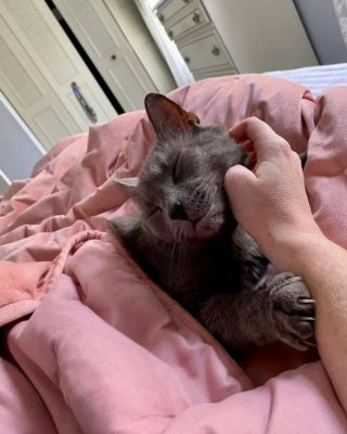 Illustration de l'article : 10 photos de chats qui s’invitent chez leurs voisins