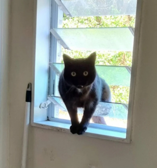 Illustration de l'article : 10 photos de chats qui s’invitent chez leurs voisins