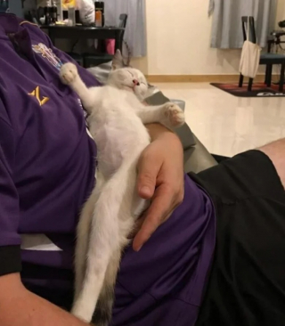 Illustration de l'article : 10 photos de chats qui s’invitent chez leurs voisins