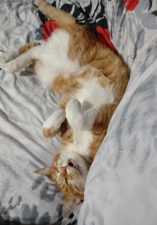 Illustration de l'article : 10 photos de chats qui s’invitent chez leurs voisins