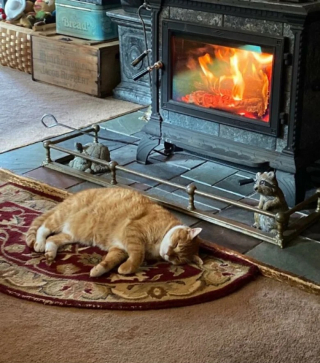 Illustration de l'article : 10 photos de chats qui s’invitent chez leurs voisins