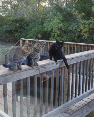 Illustration de l'article : 10 photos de chats qui s’invitent chez leurs voisins