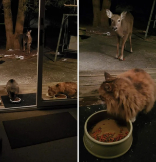 Illustration de l'article : 10 photos de chats qui s’invitent chez leurs voisins