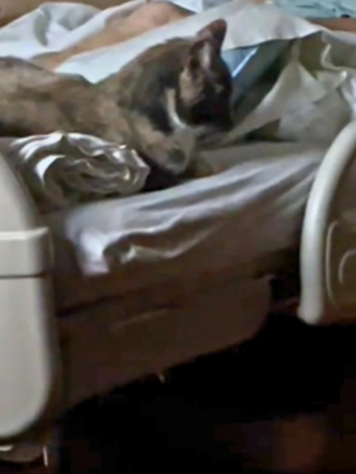 Illustration de l'article : Une femme en soins palliatifs reçoit la visite de son chat pour l’accompagner dans ses derniers instants (vidéo)