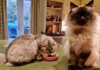 Illustration de l'article : Victime de maladie et attaqué par des chiens, ce chat malchanceux est sauvé par le dévouement de ses propriétaires