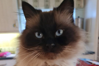 Illustration de l'article : Victime de maladie et attaqué par des chiens, ce chat malchanceux est sauvé par le dévouement de ses propriétaires