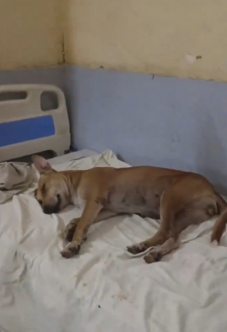 Illustration de l'article : En chien errant se faufile dans un hôpital pour faire une sieste (vidéo)