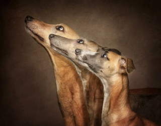 Illustration de l'article : 12 photos de chiens exceptionnelles venant d’un concours prestigieux