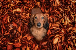 Illustration de l'article : 12 photos de chiens exceptionnelles venant d’un concours prestigieux