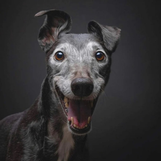 Illustration de l'article : 12 photos de chiens exceptionnelles venant d’un concours prestigieux