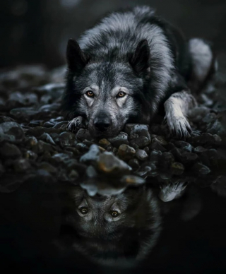 Illustration de l'article : 12 photos de chiens exceptionnelles venant d’un concours prestigieux