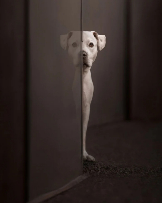 Illustration de l'article : 12 photos de chiens exceptionnelles venant d’un concours prestigieux