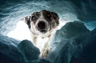 Illustration de l'article : 12 photos de chiens exceptionnelles venant d’un concours prestigieux
