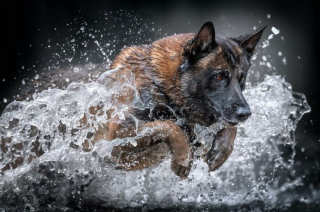 Illustration de l'article : 12 photos de chiens exceptionnelles venant d’un concours prestigieux